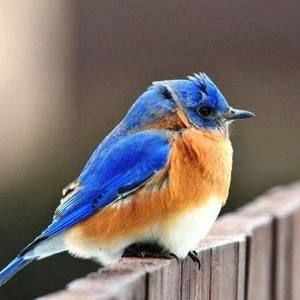 Meet your Posher, Debi